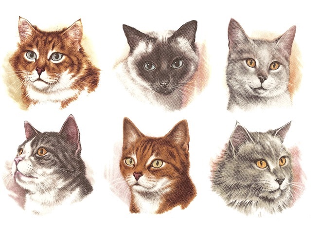Cat Heads 50 mm - Set of 6 - Click Image to Close